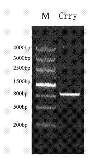 Novel targeted fusion protein with anti-inflammatory action and use thereof