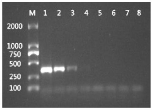 A method for isolating and cultivating porcine pseudorabies virus