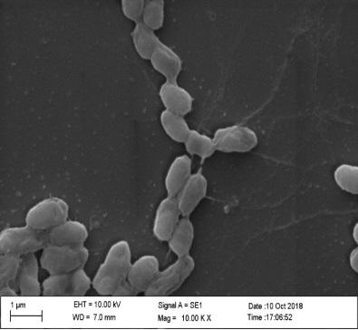 Enterobacter cloacae and application thereof in degradation of thiamethoxam