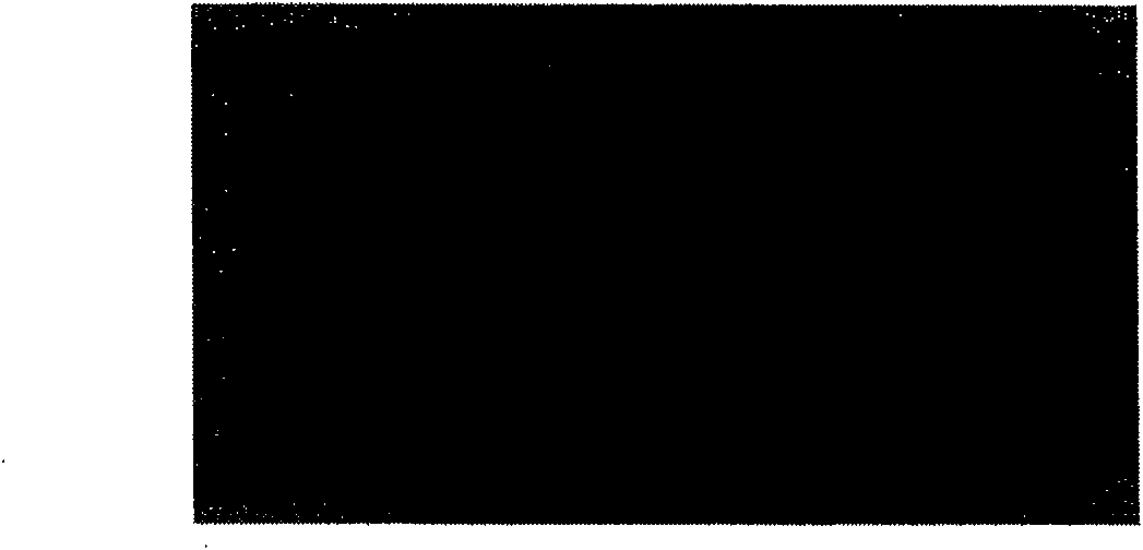 Epoxy organosilicon anticorrosion paint and preparing method thereof