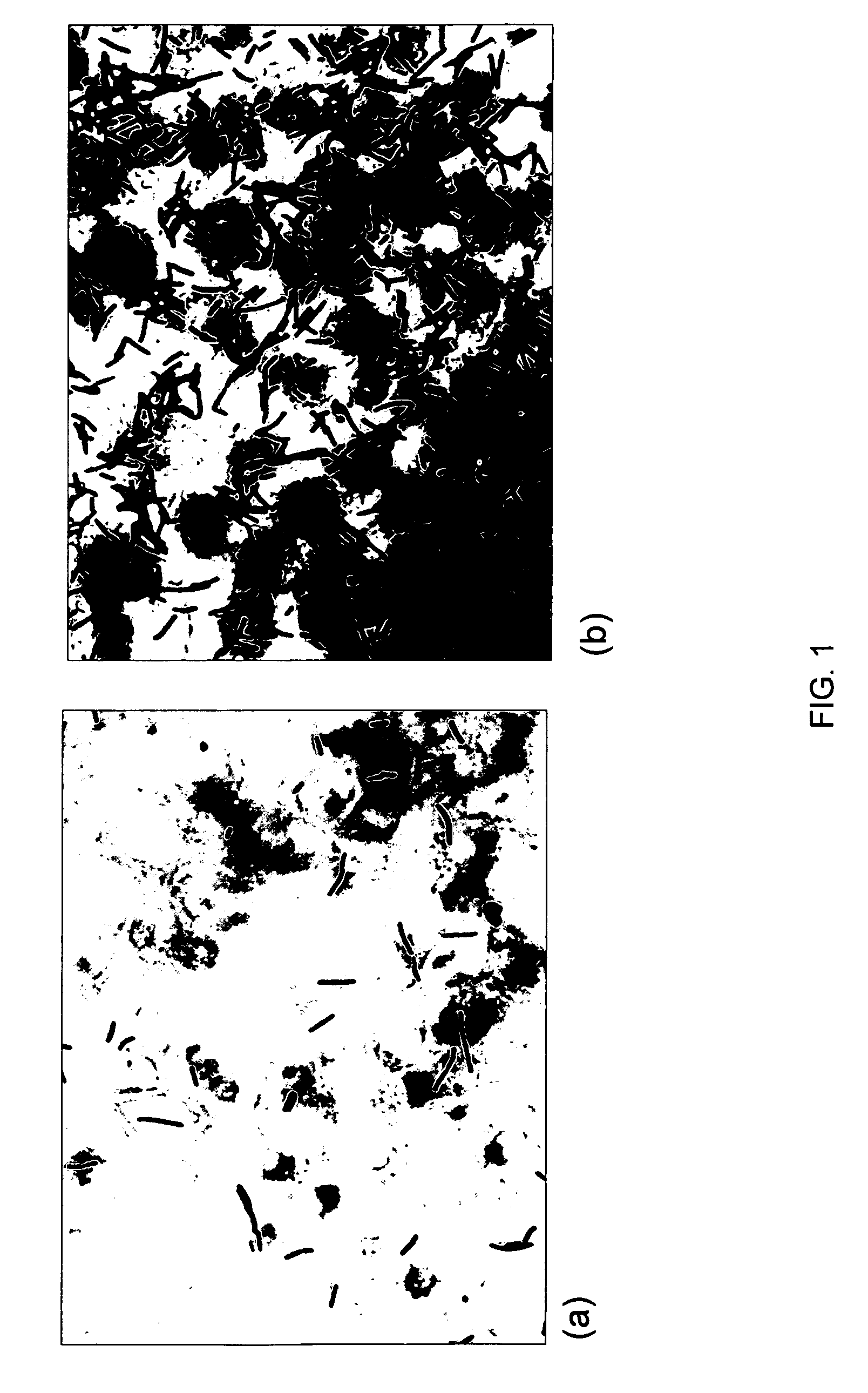 Methods and compositions to modulate adhesion and stress tolerance in bacteria