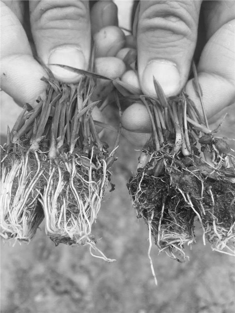 Stimulin for plant root system stimulant