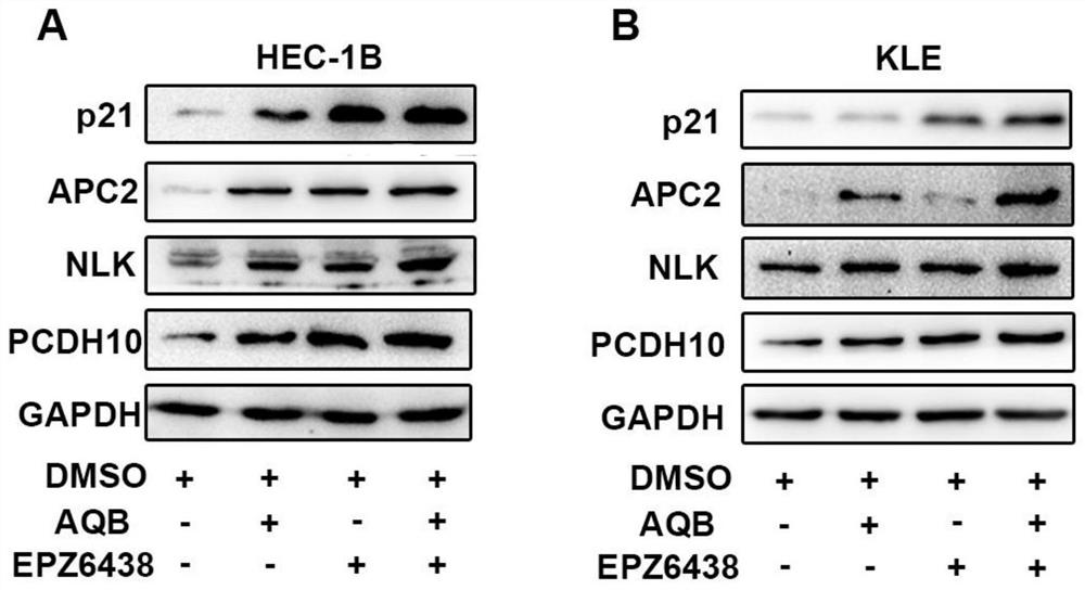 HOTAIR-PRC2 blocking agent and application of compound preparation of HOTAIR-PRC2 blocking agent in preparation of medicine for treating endometrial cancer