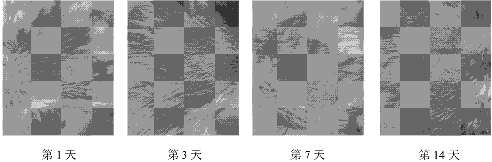 Gamithromycin composition lyophilized powder for injection and preparation method