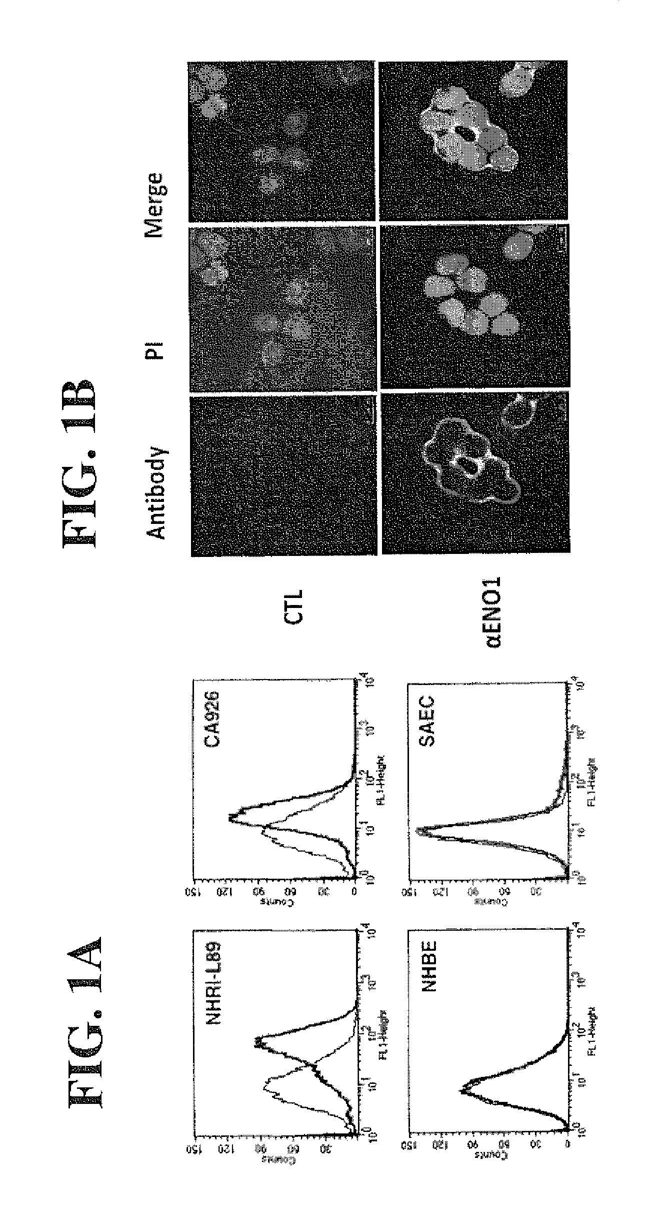 Alpha-enolase specific antibodies and methods of uses in cancer therapy