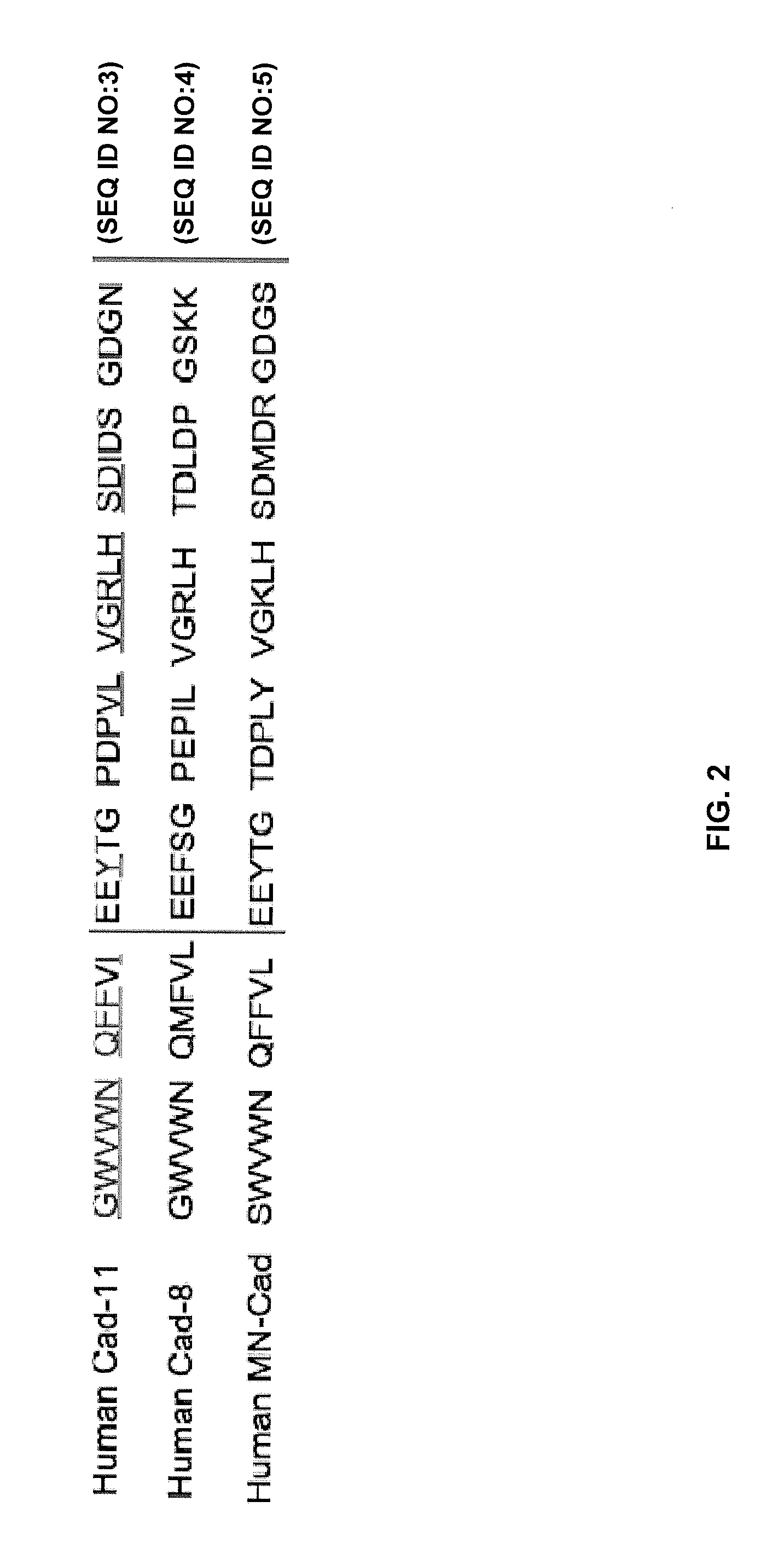 Humanized antibodies targeting the ec1 domain of cadherin-11 and related compositions and methods