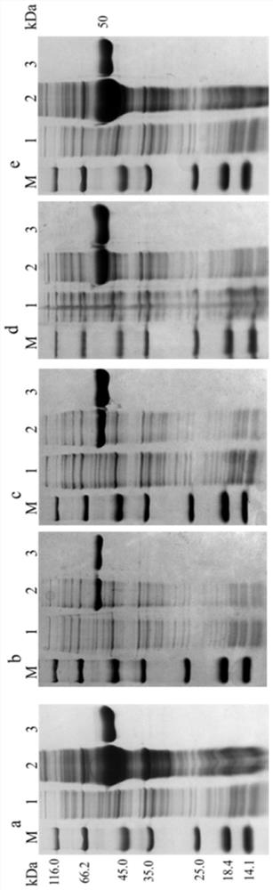 Aldehyde dehydrogenase and its gene, construction of recombinant bacteria and its application in the synthesis of furan carboxylic acid