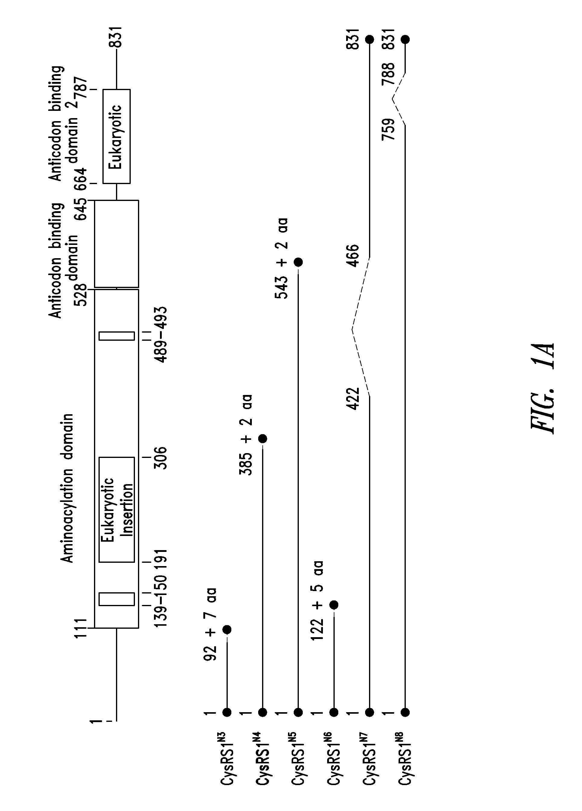 INNOVATIVE DISCOVERY OF THERAPEUTIC, DIAGNOSTIC, AND ANTIBODY COMPOSITIONS RELATED TO PROTEIN FRAGMENTS OF CYSTEINYL-tRNA SYNTHETASE