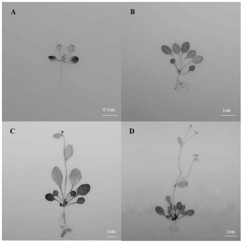 Pyrus sugar transport gene PbSWEET4 and applications thereof