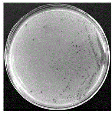 Rhodopseudomonas palustris strain, bacterial agent, preparation method of bacterial agent, extracelluar protein as well as extraction method and application of extracelluar protein