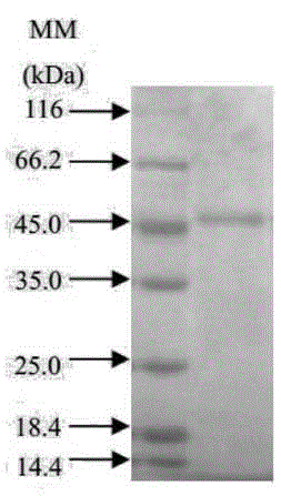 Method for separating and purifying protease capable of degrading soybean protein allergens