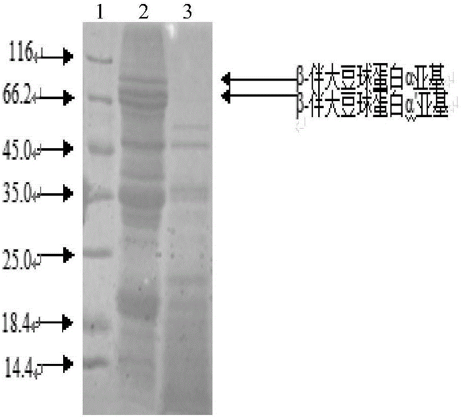 Method for separating and purifying protease capable of degrading soybean protein allergens