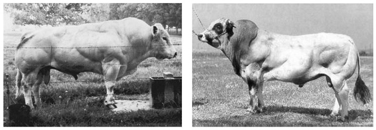 Method for preparing beef cattle with double muscled similar to naturally mutated Belgian blue cattle