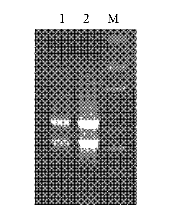 Protein derived from chinese wildrye and related to saltresistance and encoding gene and application of protein