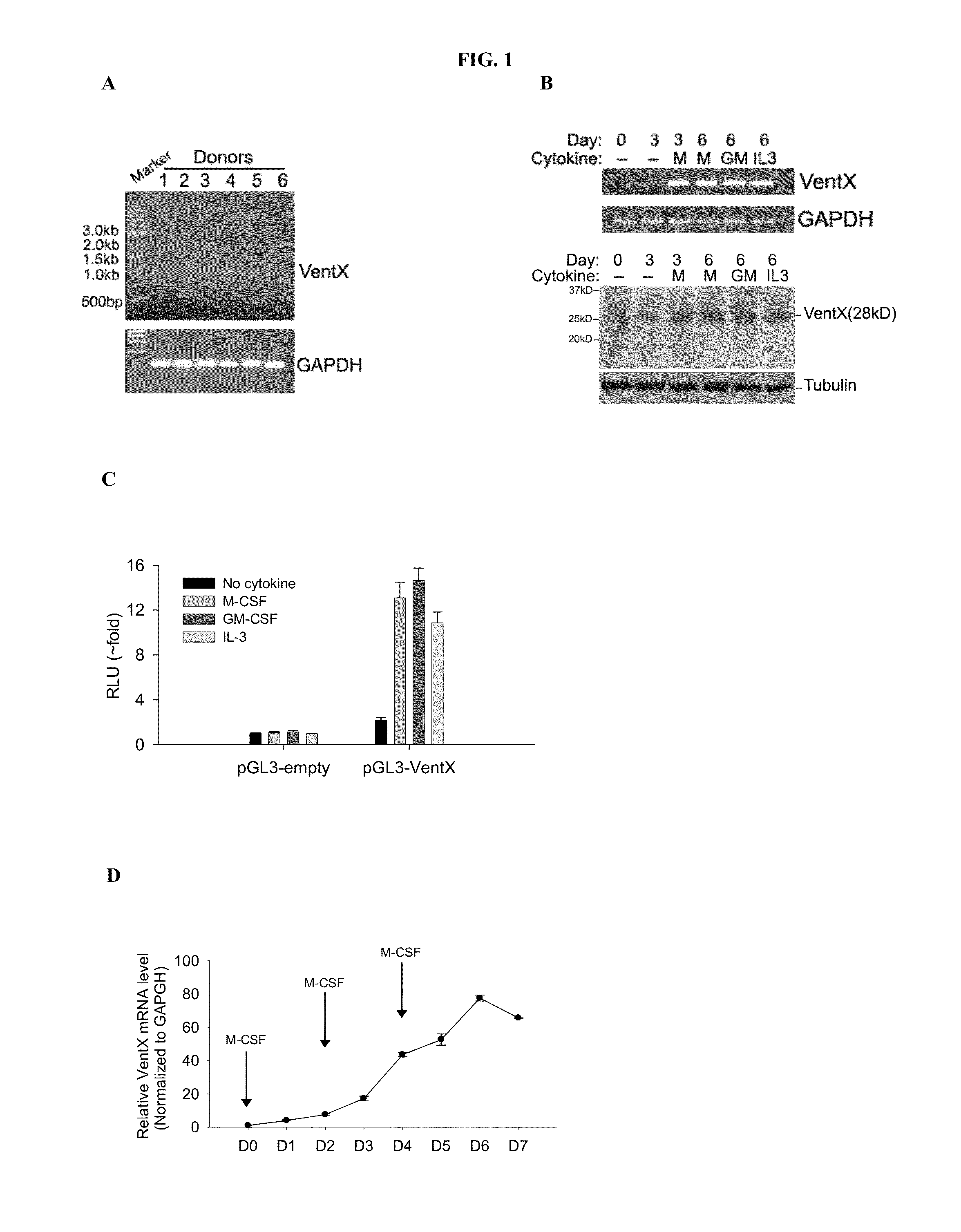 Human homeobox gene ventx and macrophage terminal differentiation and activation, compositions and methods thereof