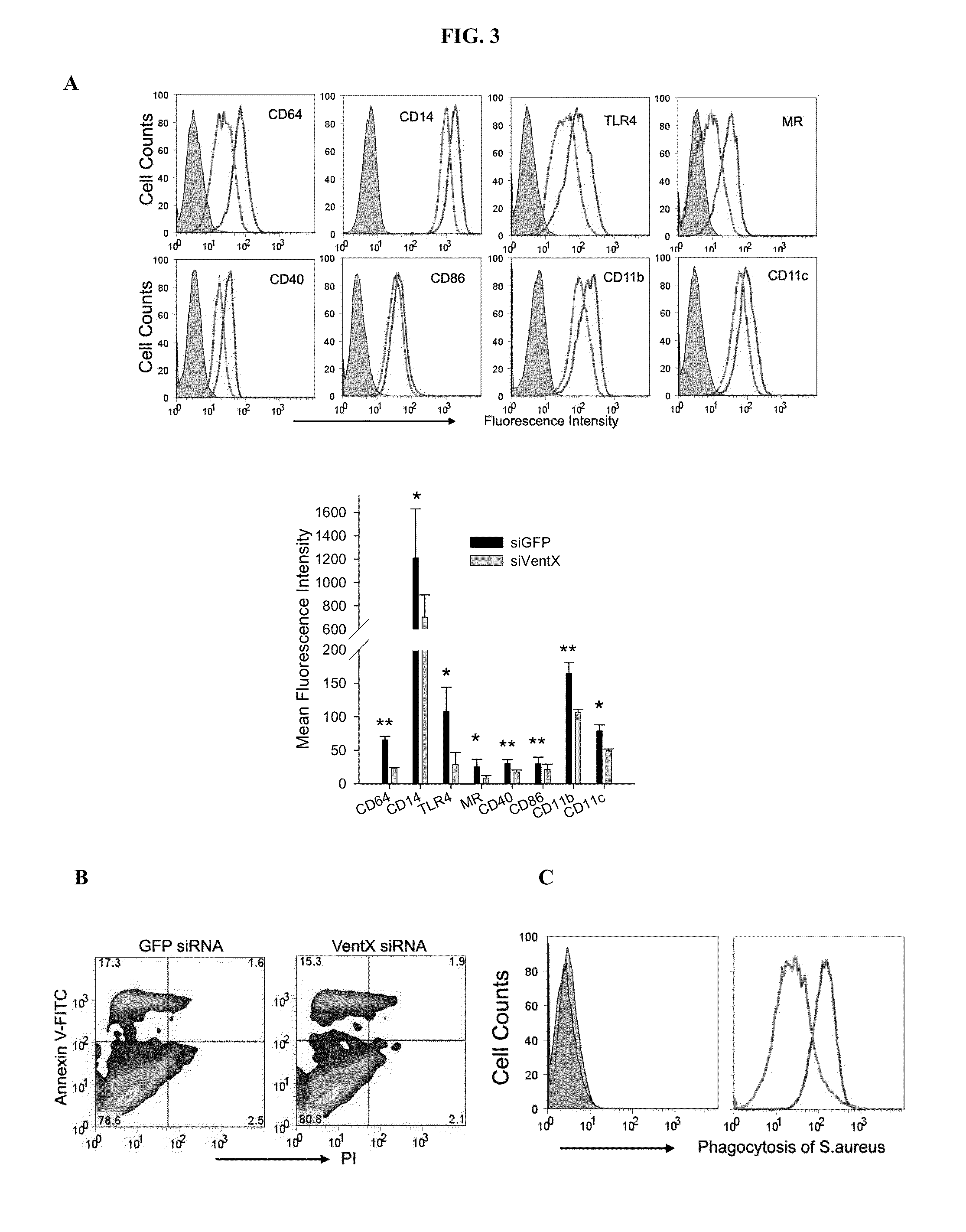Human homeobox gene ventx and macrophage terminal differentiation and activation, compositions and methods thereof