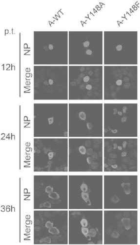 Key amino acid locus for regulating and controlling A type and B type influenza virus nucleoprotein to export nuclear and application thereof in anti-influenza virus drug target spot