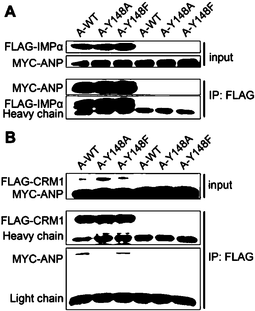 Key amino acid locus for regulating and controlling A type and B type influenza virus nucleoprotein to export nuclear and application thereof in anti-influenza virus drug target spot