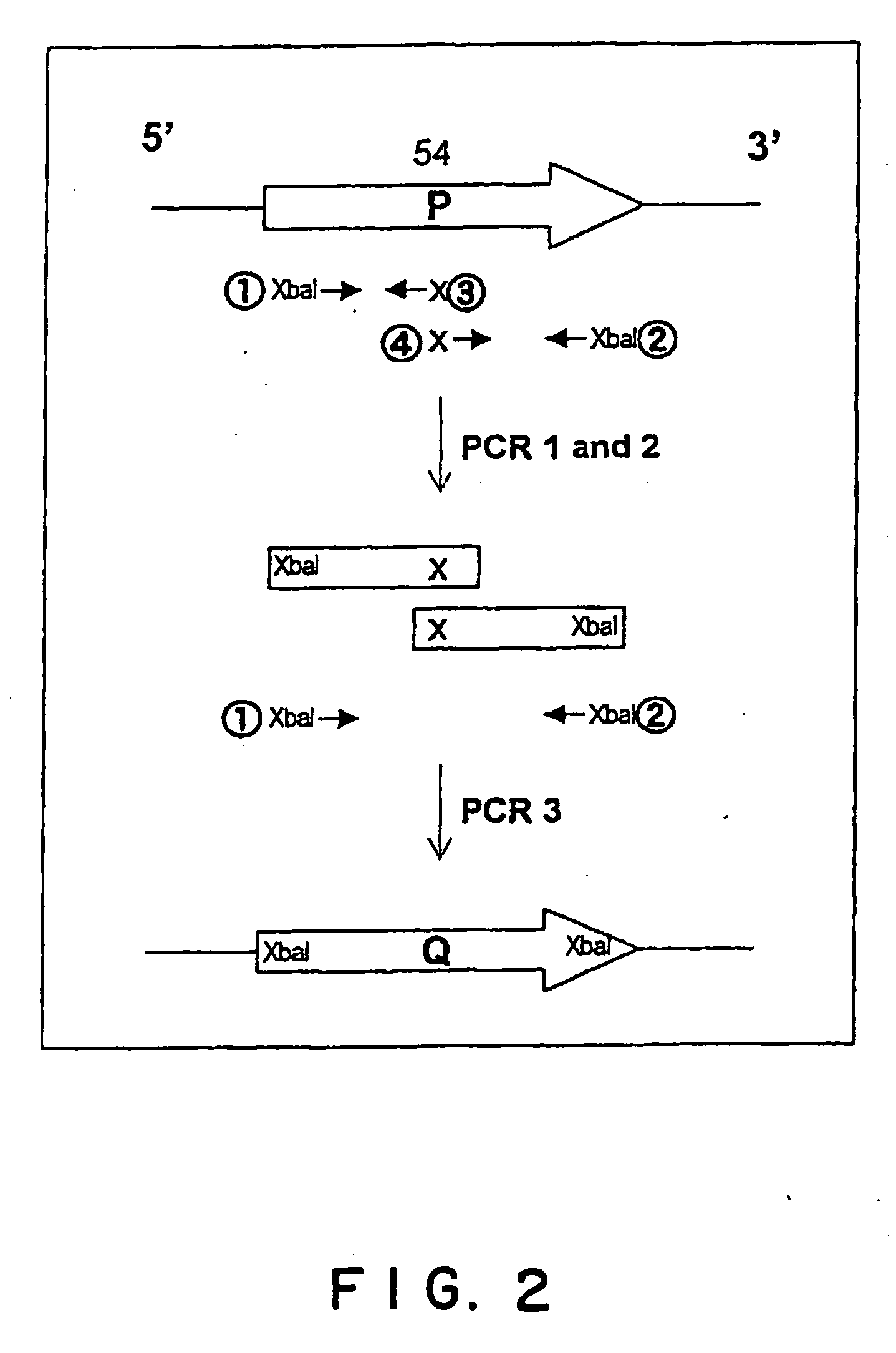 Novel vectors for animal cells and use thereof