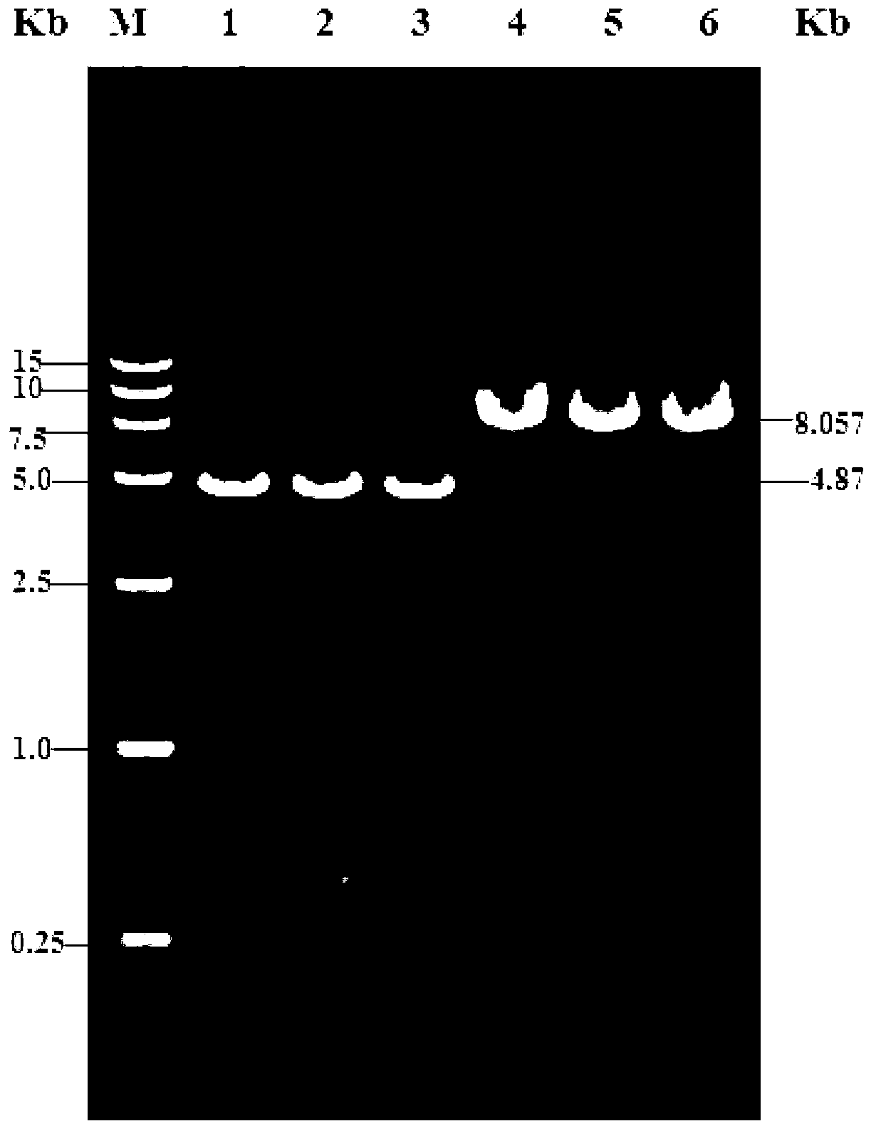 Method for extracting bacillus subtilis genetically engineered bacterium plasmid