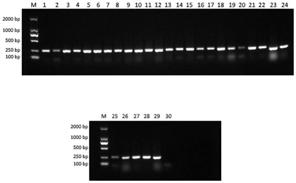 PCR (Polymerase Chain Reaction) primer, reagent or kit and identification method for identifying or assisting in identifying freshwater fish species