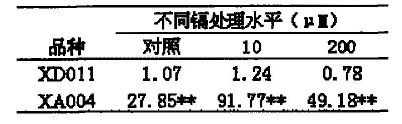 Method for screening low enrichment cadmium peanut varieties by fluorescent quantitative PCR technique