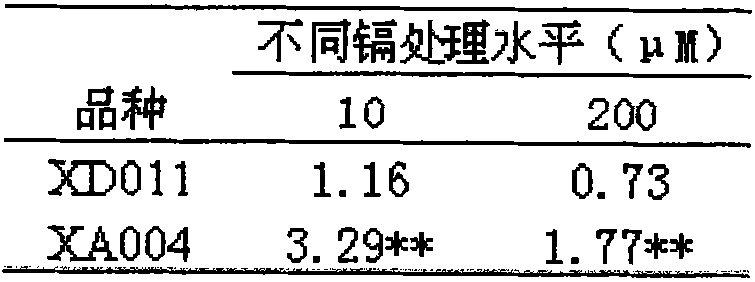 Method for screening low enrichment cadmium peanut varieties by fluorescent quantitative PCR technique