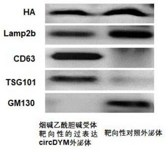 Nicotinic acetylcholine receptor targeted circDYM over-expressed exosome, and preparation method and application thereof