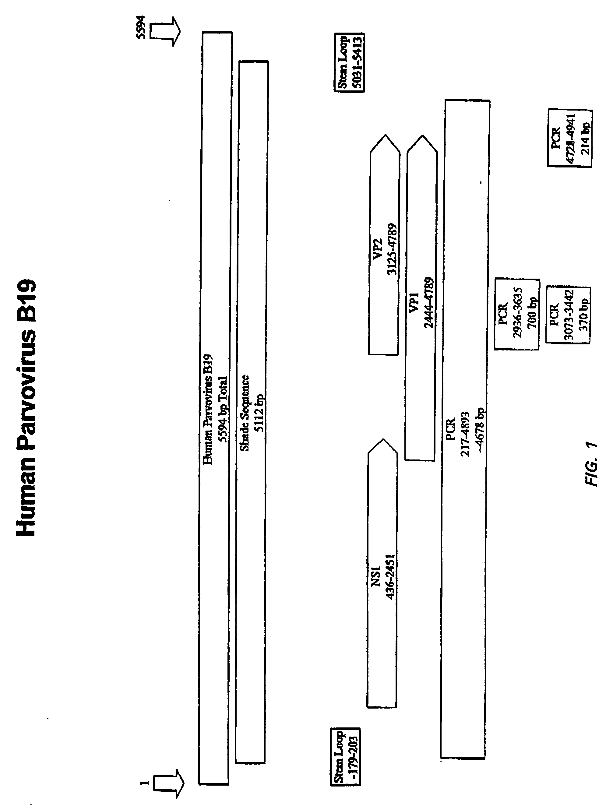 Diagnostic assays for parvovirus B19