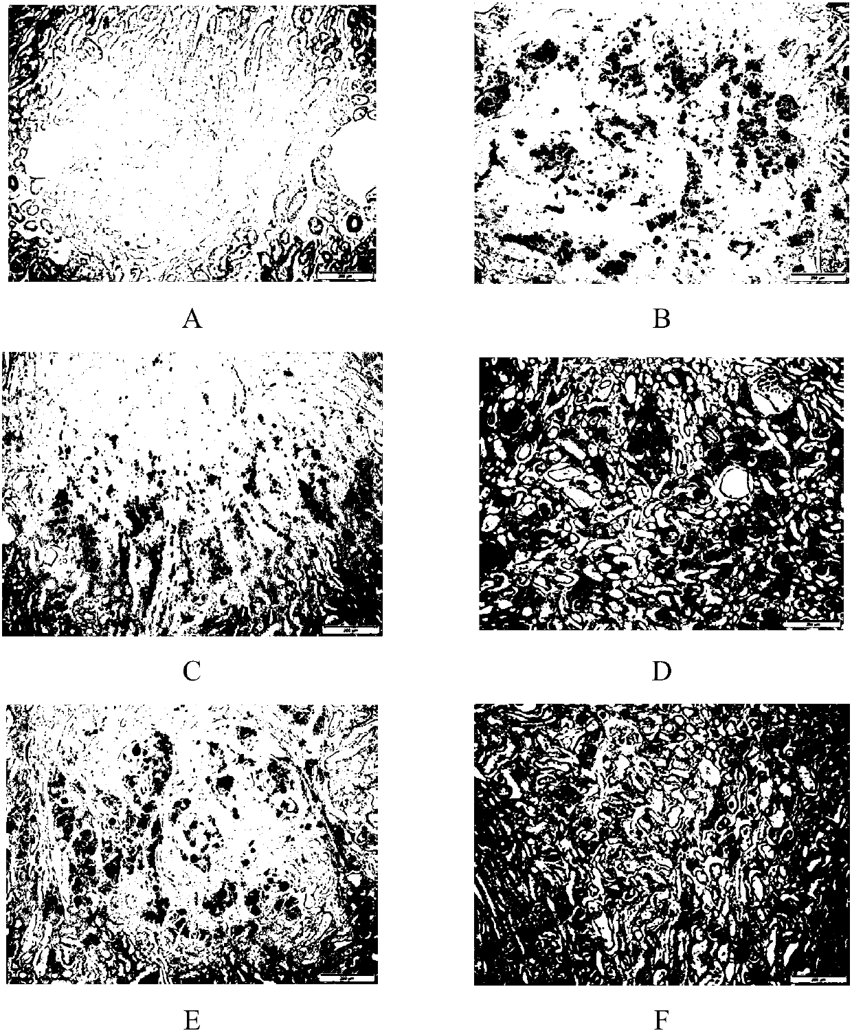 Novel application of cordyceps sobolifera sporocarps