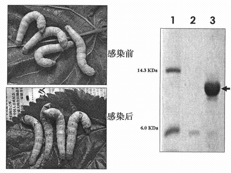 Method for producing recombinant scorpion toxin protein by adopting silkworm as parasitifer