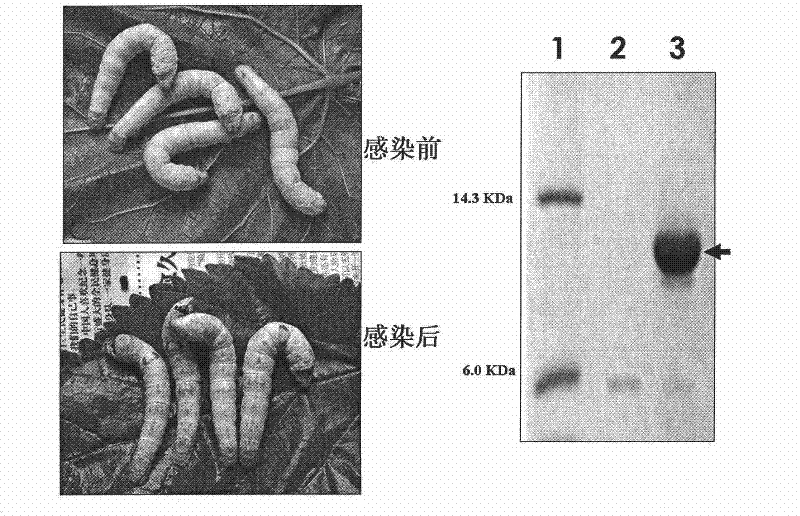 Method for producing recombinant scorpion toxin protein by adopting silkworm as parasitifer
