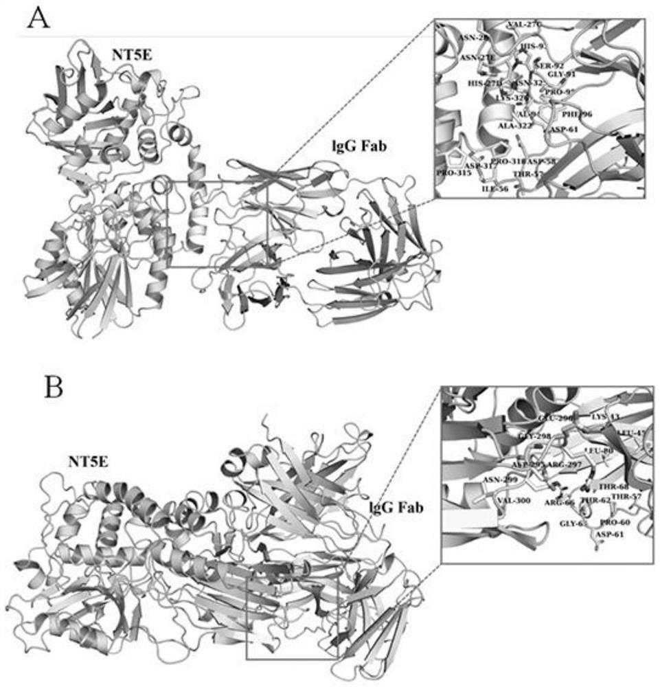 CD73 enzyme activity-related antigen epitope and preparation method of specific antibody targeting to epitope