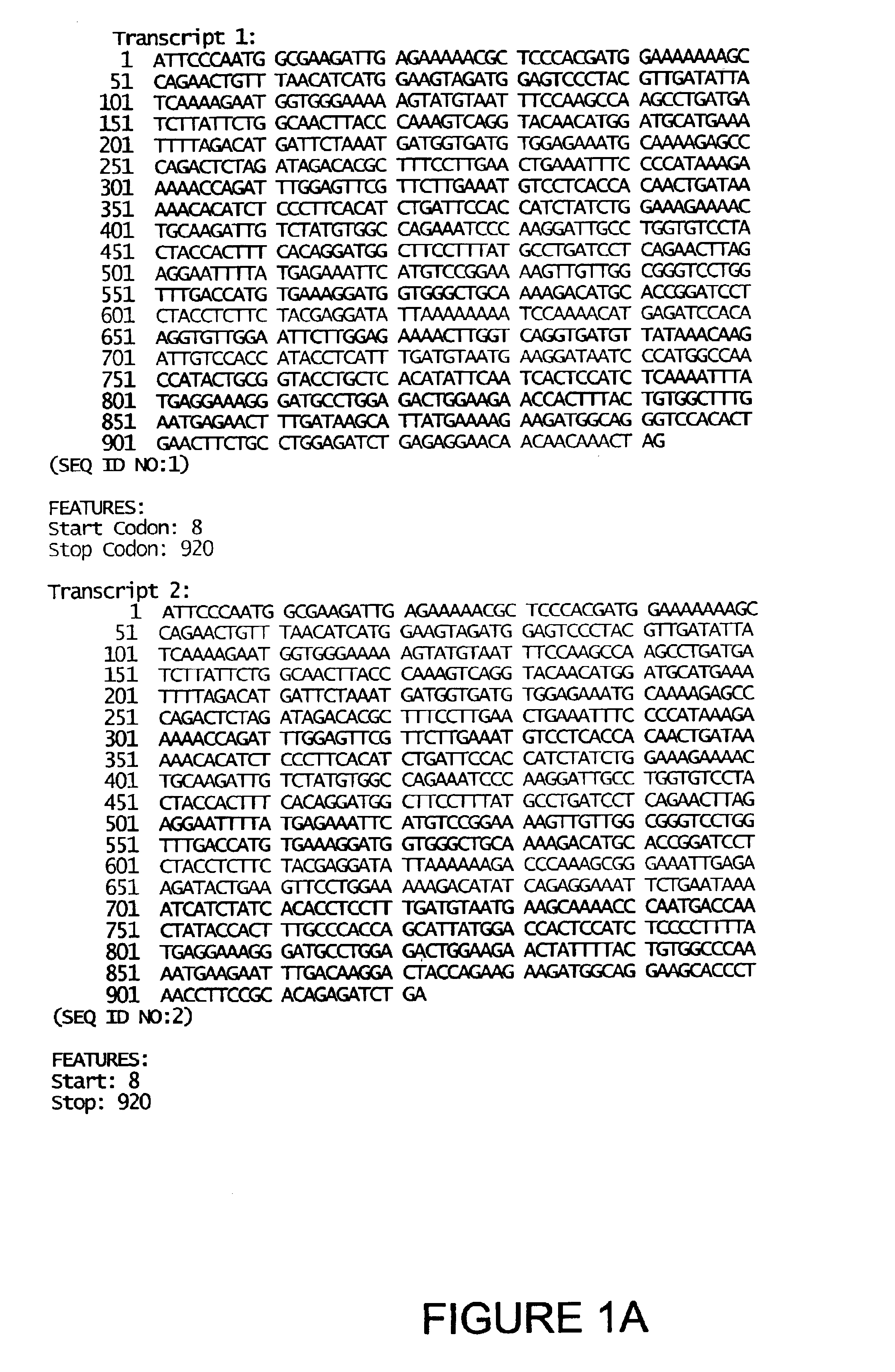 Isolated human drug-metabolizing proteins, nucleic acid molecules encoding human drug-metabolizing proteins, and uses thereof