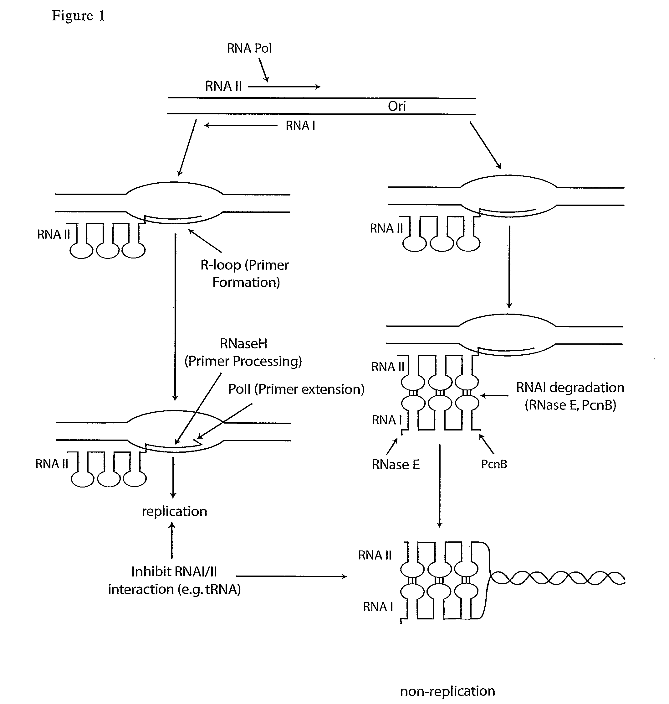 Compositions and processes for improved plasmid DNA production