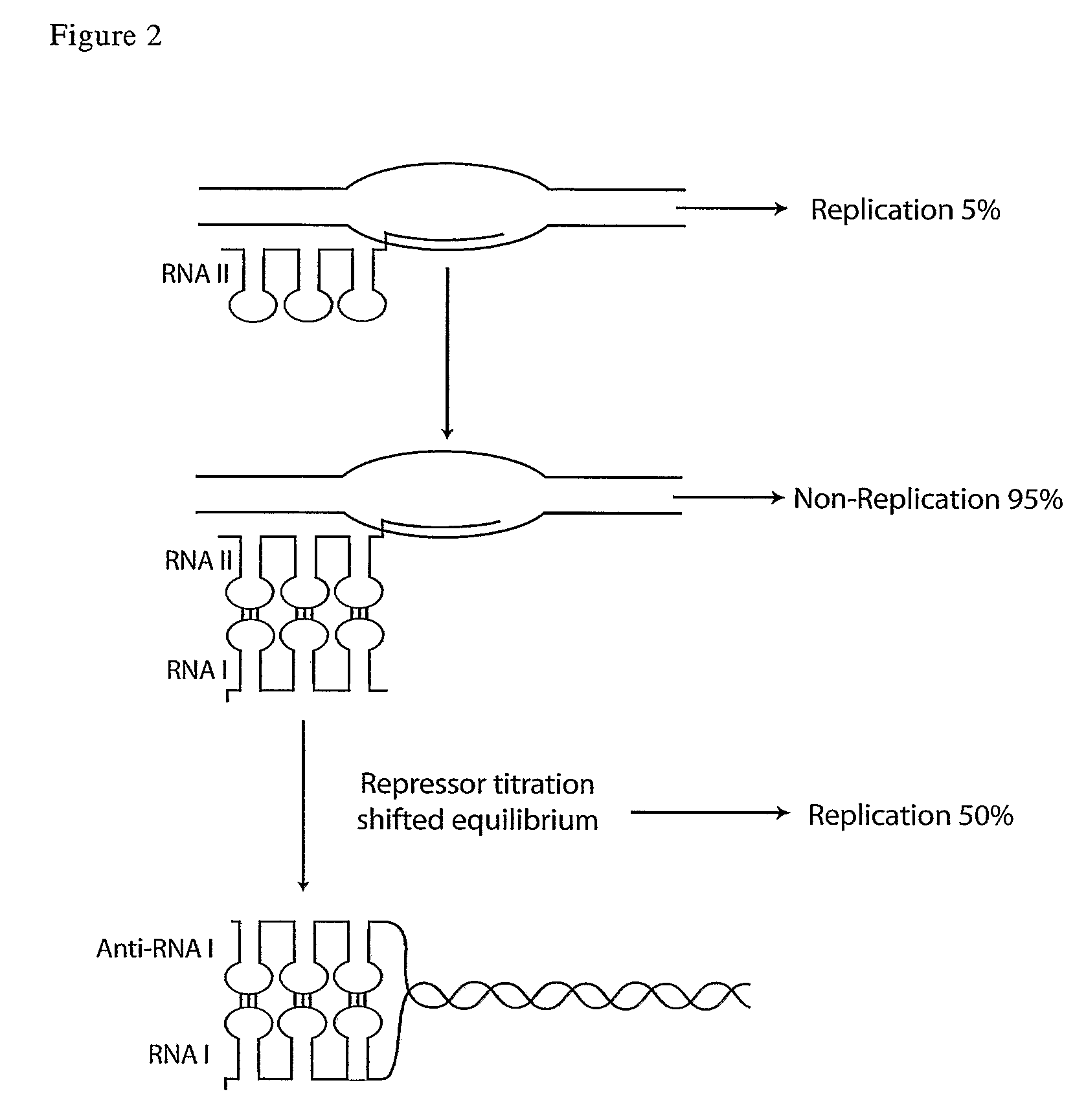 Compositions and processes for improved plasmid DNA production