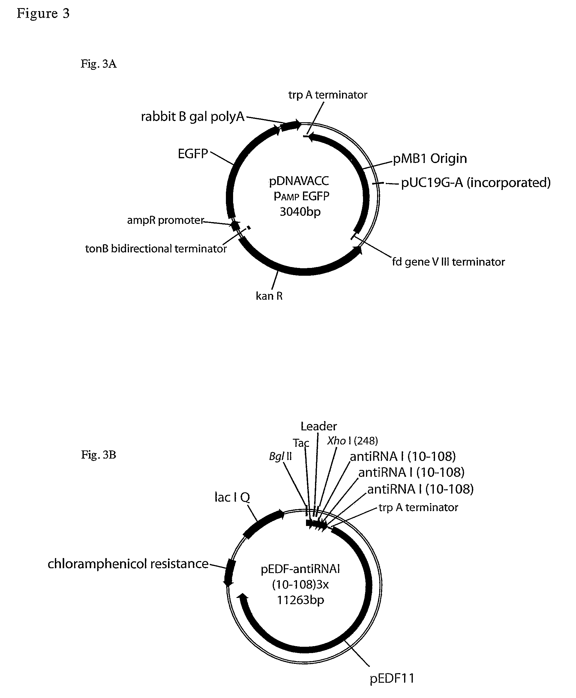 Compositions and processes for improved plasmid DNA production