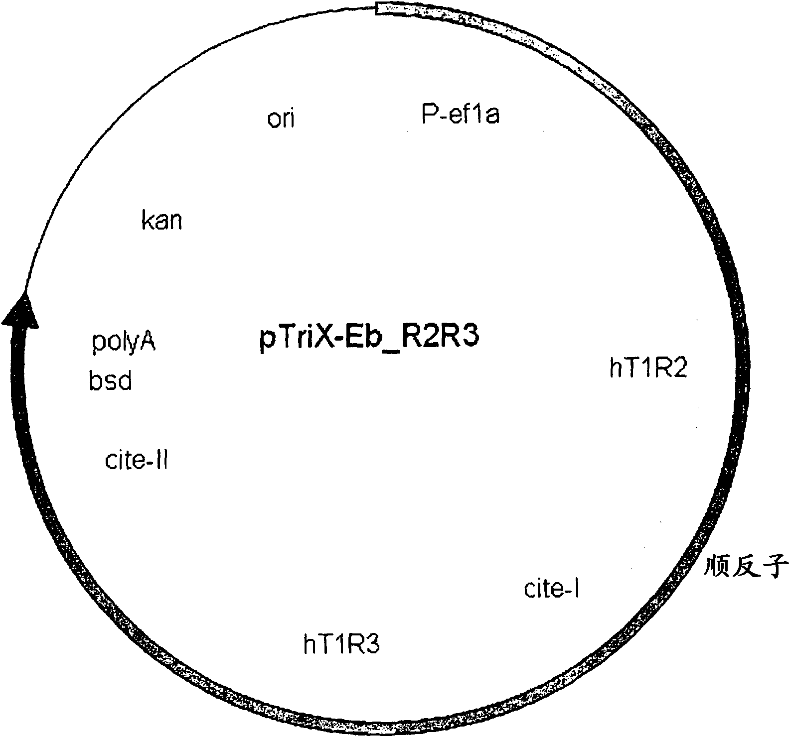 Cyclic lipopeptides for use as taste modulators