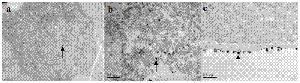 A method for ultrastructural localization of calcium ions in plant pollen tube cells