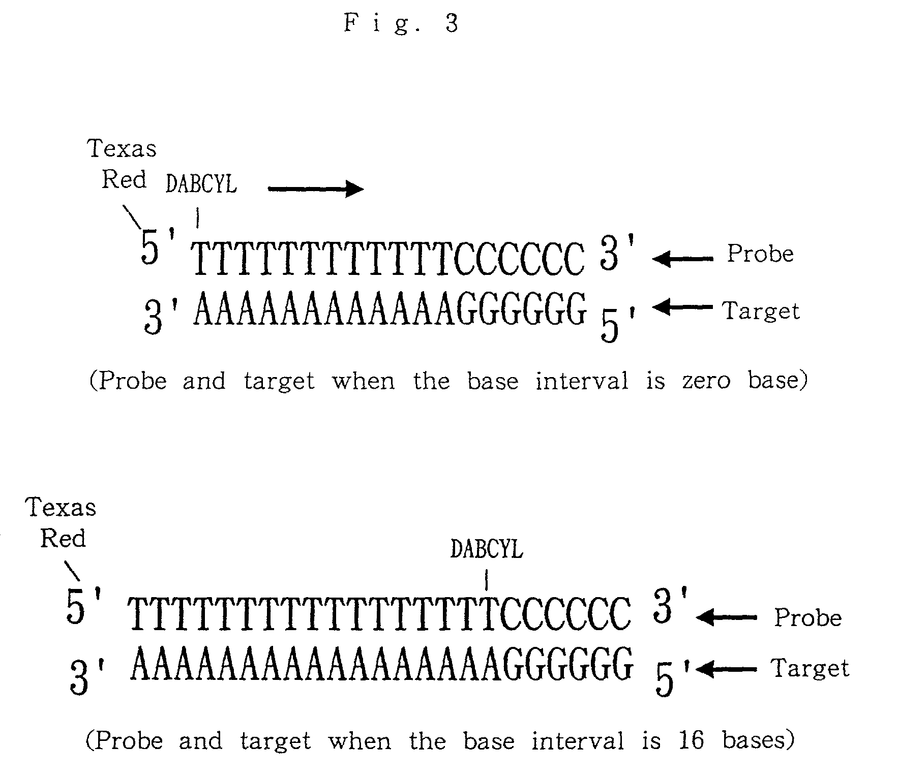 Nucleic acid probes, method for determining concentrations of nucleic acid by using the probes, and method for analyzing data obtained by the method