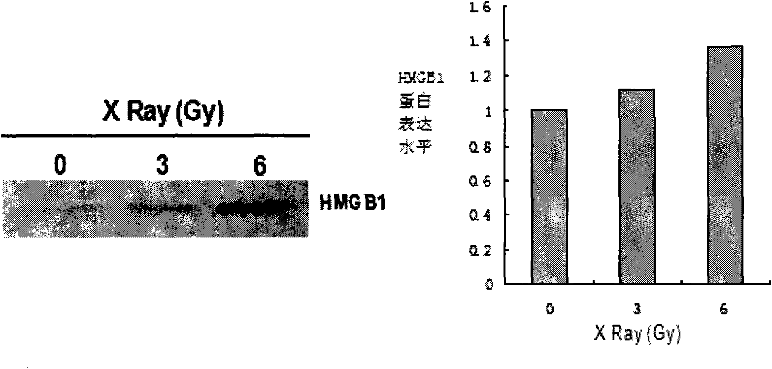 Application of high mobility group box 1 (HMGB1) as biological dosemeter of ionizing radiation