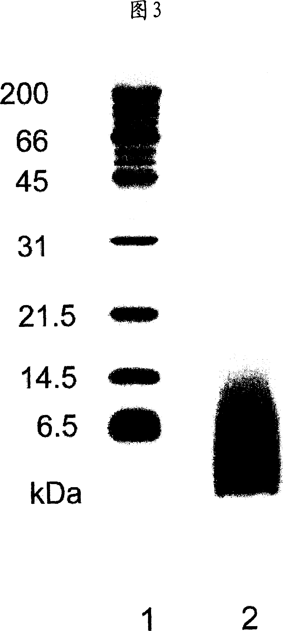 Protein-free natural rubber latex, process for producing the same and use thereof