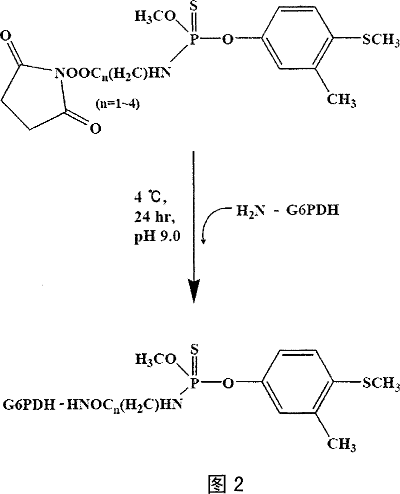 Method for detecting content of fenthion