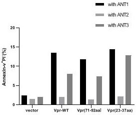 Application of Vpr protein N-terminal amino acid polypeptide for regulating and controlling tumor cell apoptosis in preparation of antitumor drugs