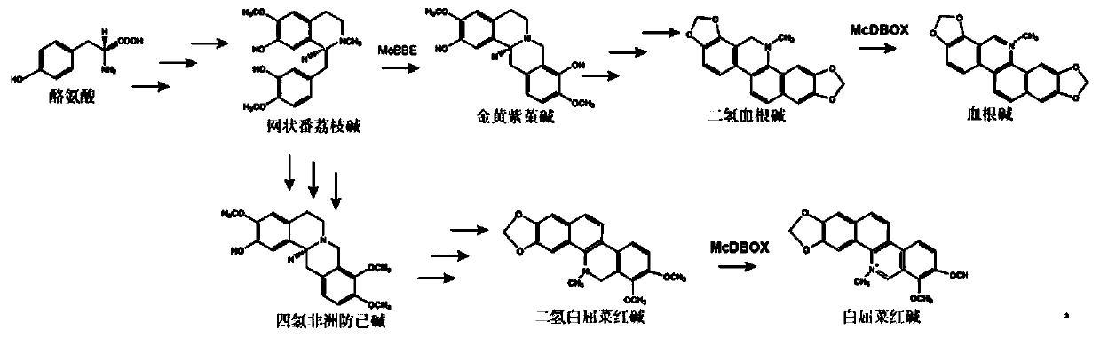 The flavoprotein oxidase gene involved in the synthesis of sanguinarine and chelerythrine in Boluohui and its application