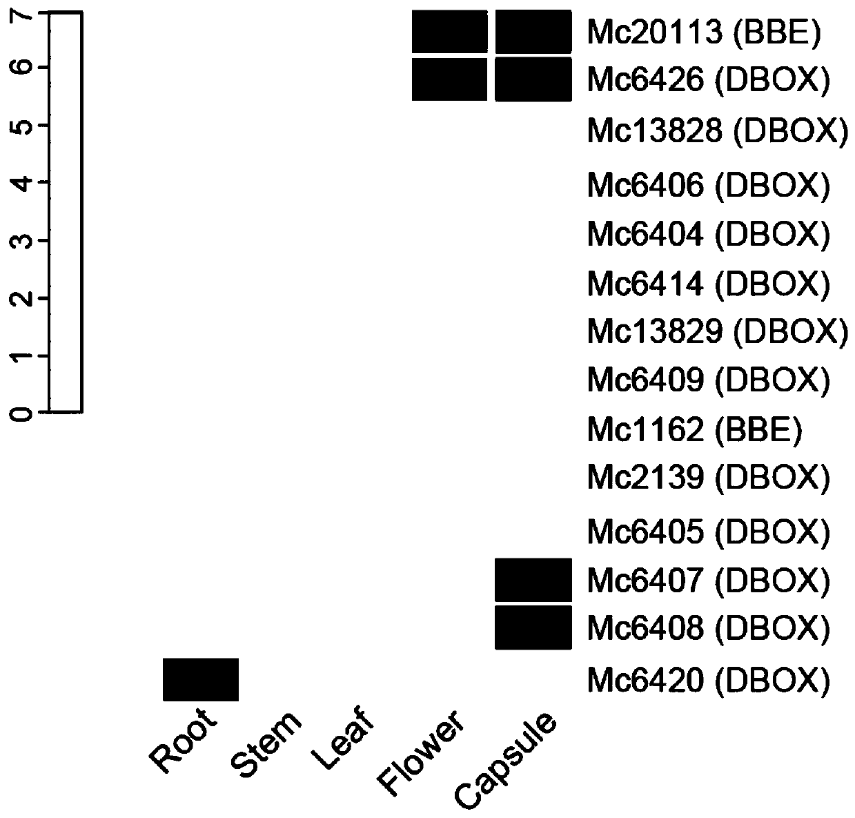 The flavoprotein oxidase gene involved in the synthesis of sanguinarine and chelerythrine in Boluohui and its application