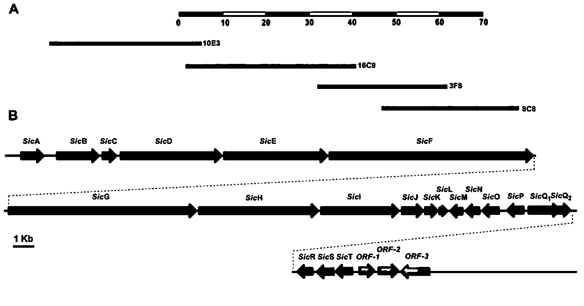 Biosynthesis gene cluster of polyenoid and polyol macrolide compound
