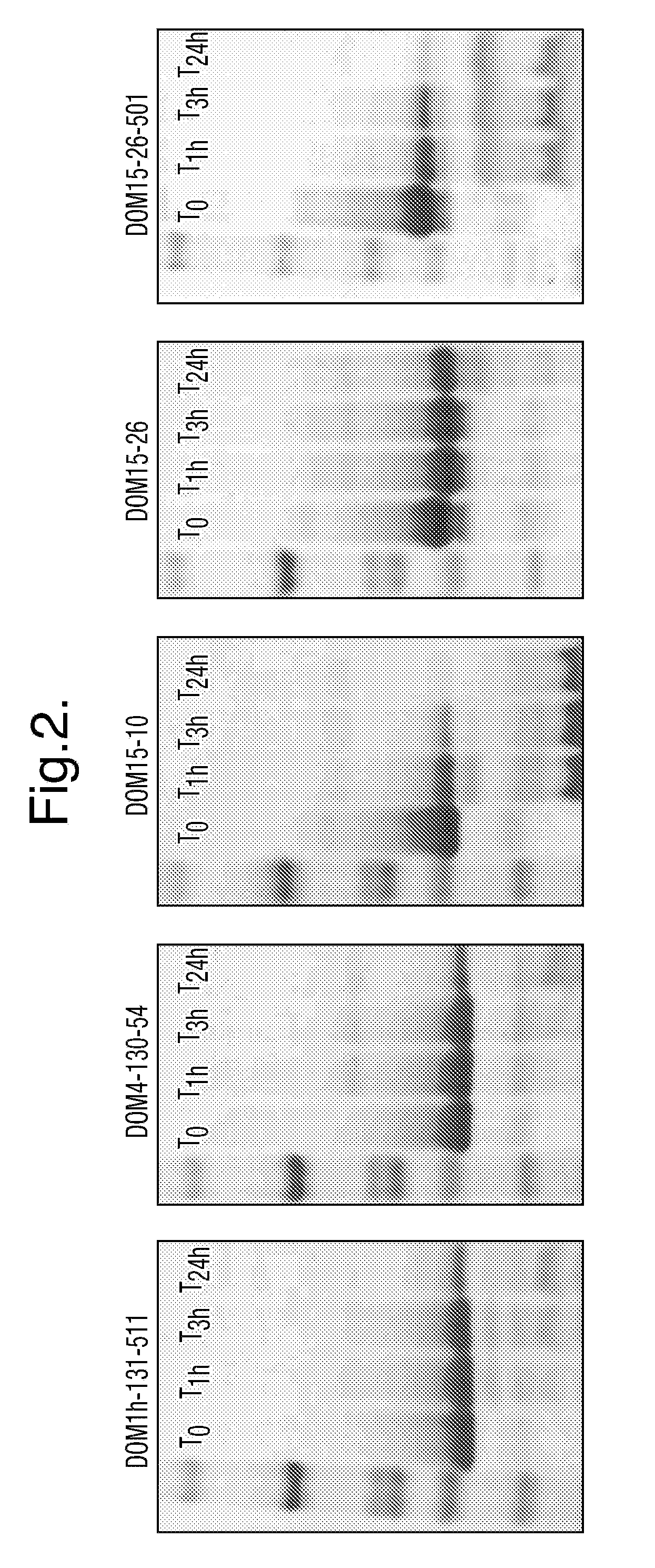 Polypeptides, antibody variable domains and antagonists