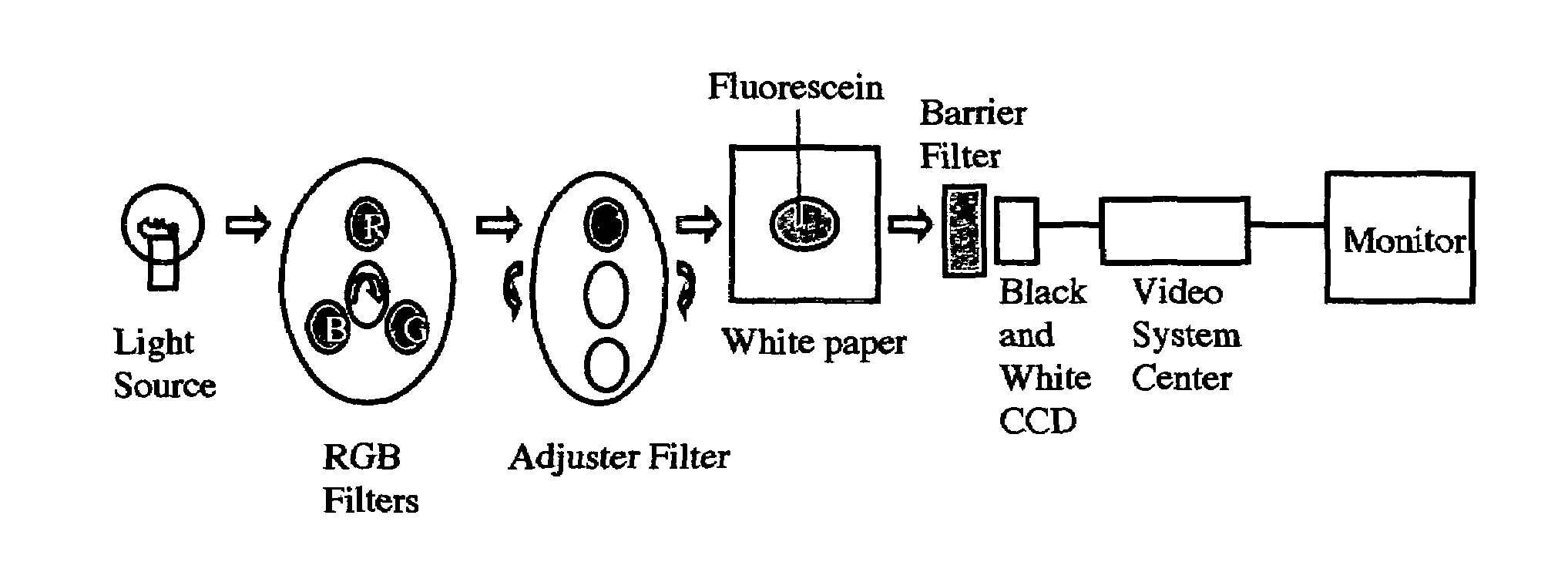 Fluorescence electronic endoscopic system
