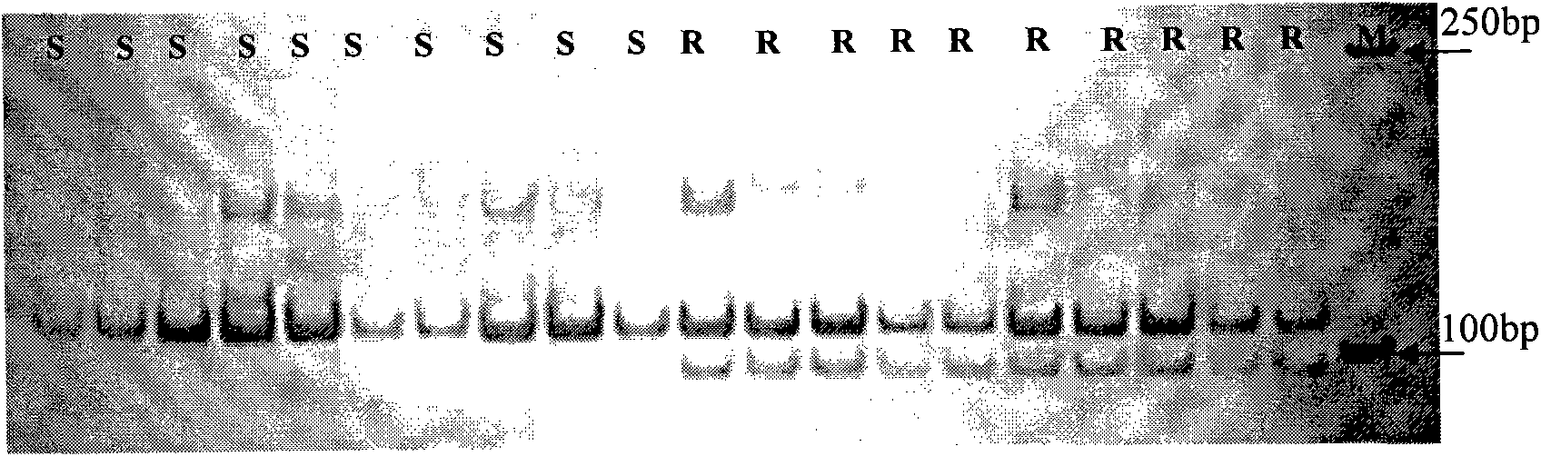 SSR markers of powdery mildew resistance gene in wheat Fu Zhuang 30 and method for acquiring same